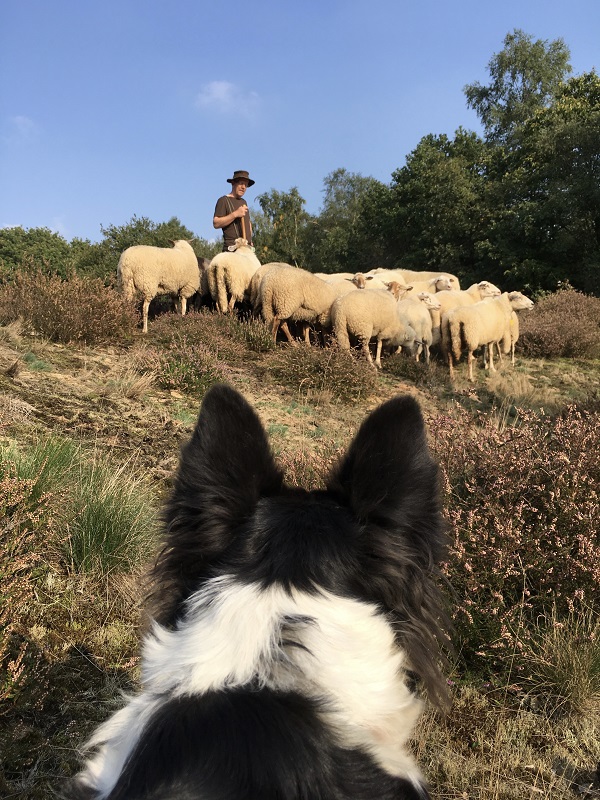 Herder Frank met zijn kudde